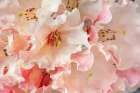 USA, Washington State, Seabeck. Rhododendron blossoms in the rain. Art Print